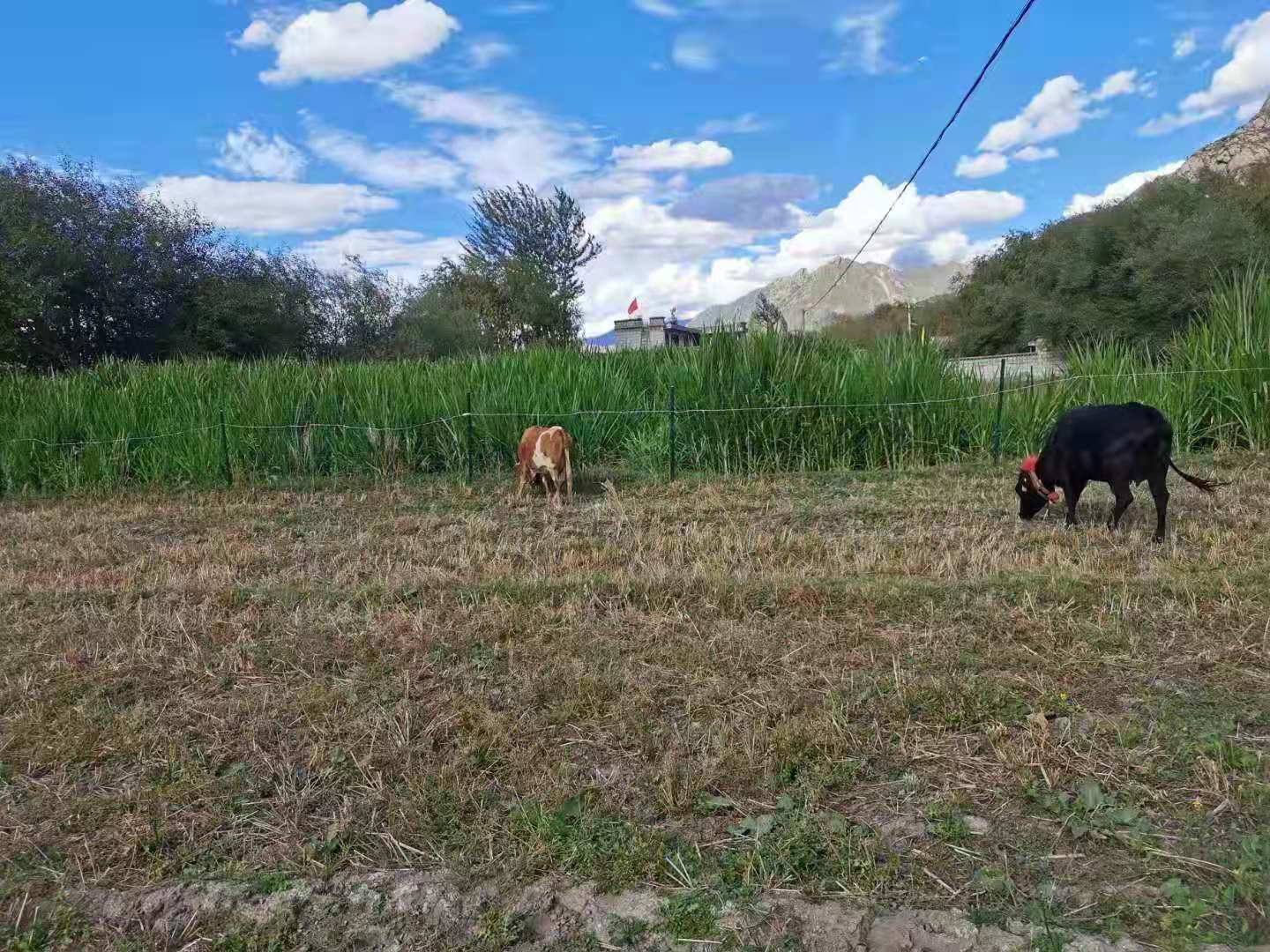 拉薩 基地圖片