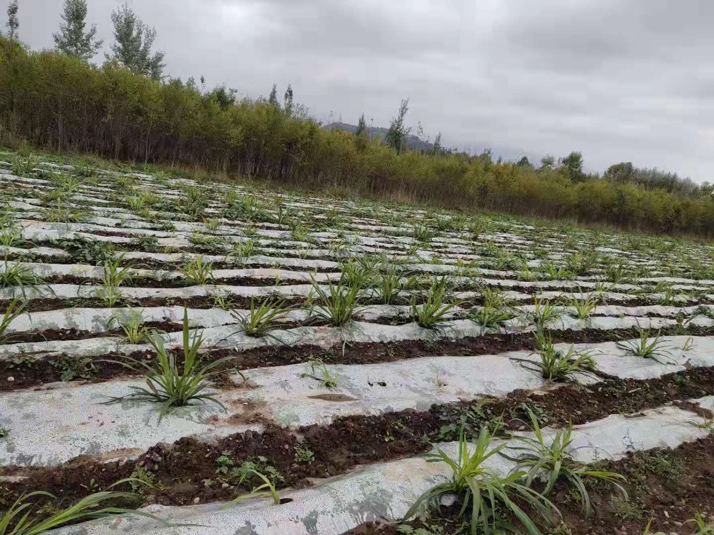 甯夏州 基地圖片