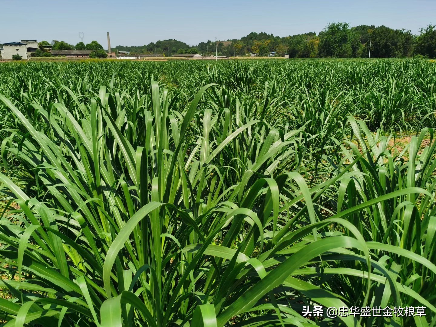 忠華盛世金牧糧草之：朝鮮科學(xué)院專家和外務省領導親臨公司