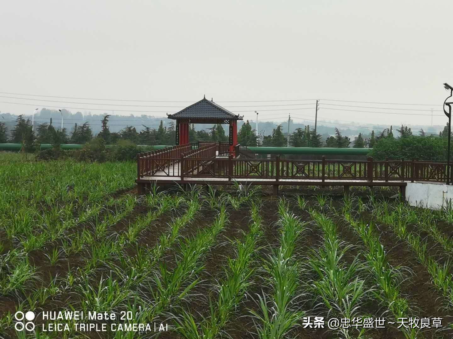 忠華盛世～天牧良草人的特殊貢獻：帶動了一場真正意義的牧草革命