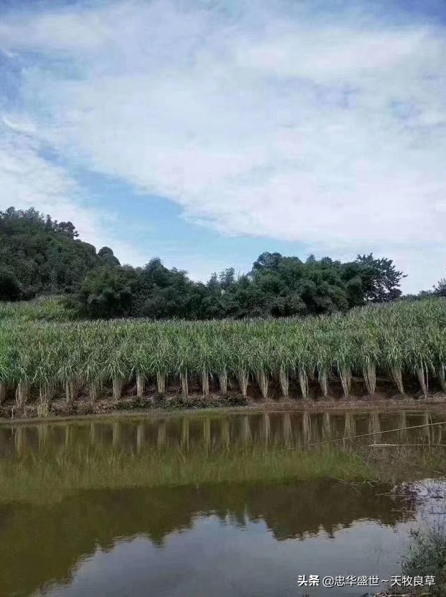 忠華盛世～天牧良草人的特殊貢獻：帶動了一場真正意義的牧草革命